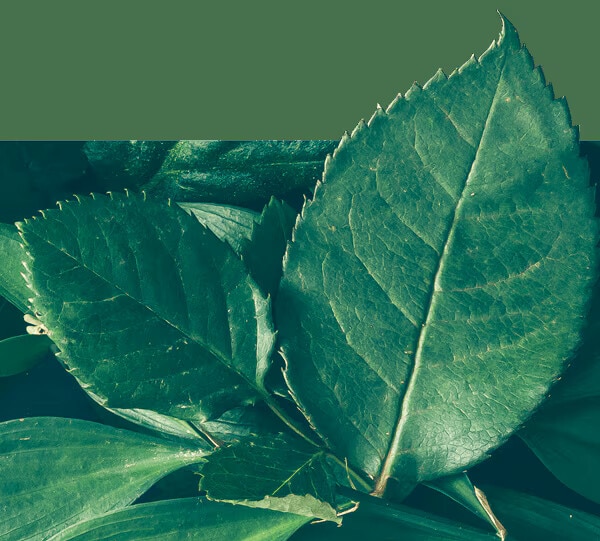 Palmolive chiết xuất thiên nhiên