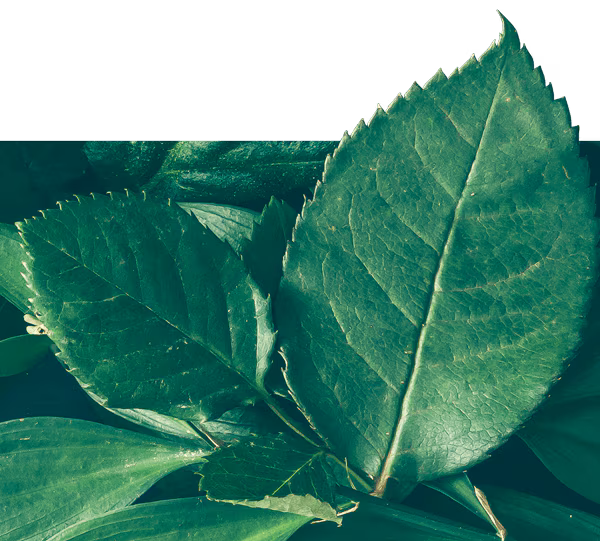 Palmolive chiết xuất thiên nhiên