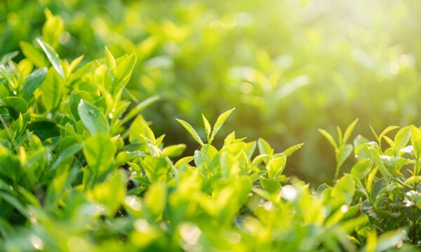 Trà xanh với đặc tính kháng khuẩn giúp làm dịu da đầu